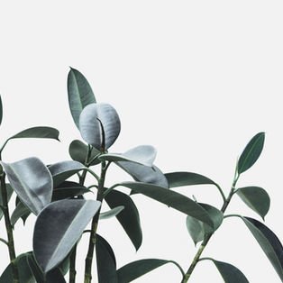 Goose Specialty Coffee photo 4