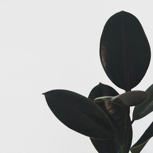 Goose Specialty Coffee photo 10